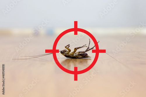 gun target to kill cockroach , pest control service concept photo