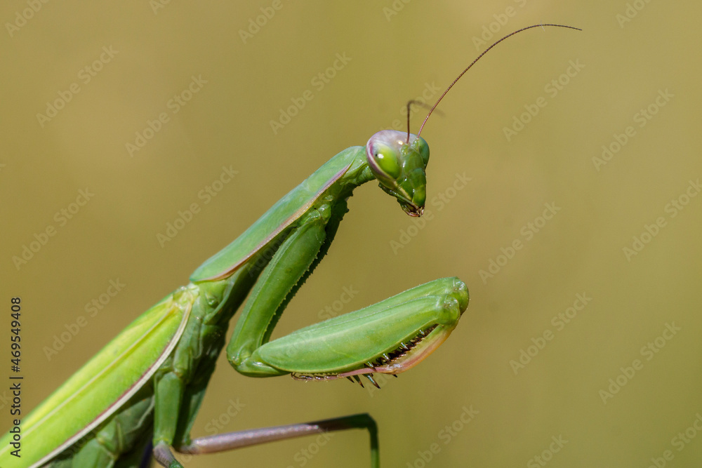 Europäische Gottesanbeterin (Mantis religiosa) Europäische Gottesanbeterin (Mantis religiosa)