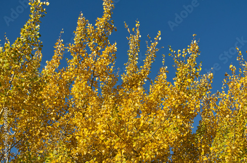 Autumn Tree against a Blue Sky