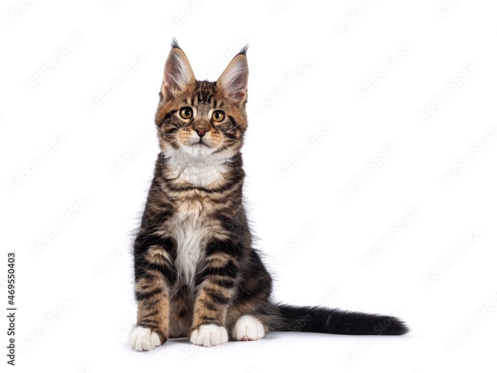 Warm brown tabby Maine Coon cat kitten, sitting facing camera. Looking towards lense with golden eyes. Isolated on a white background. Tail beside body.