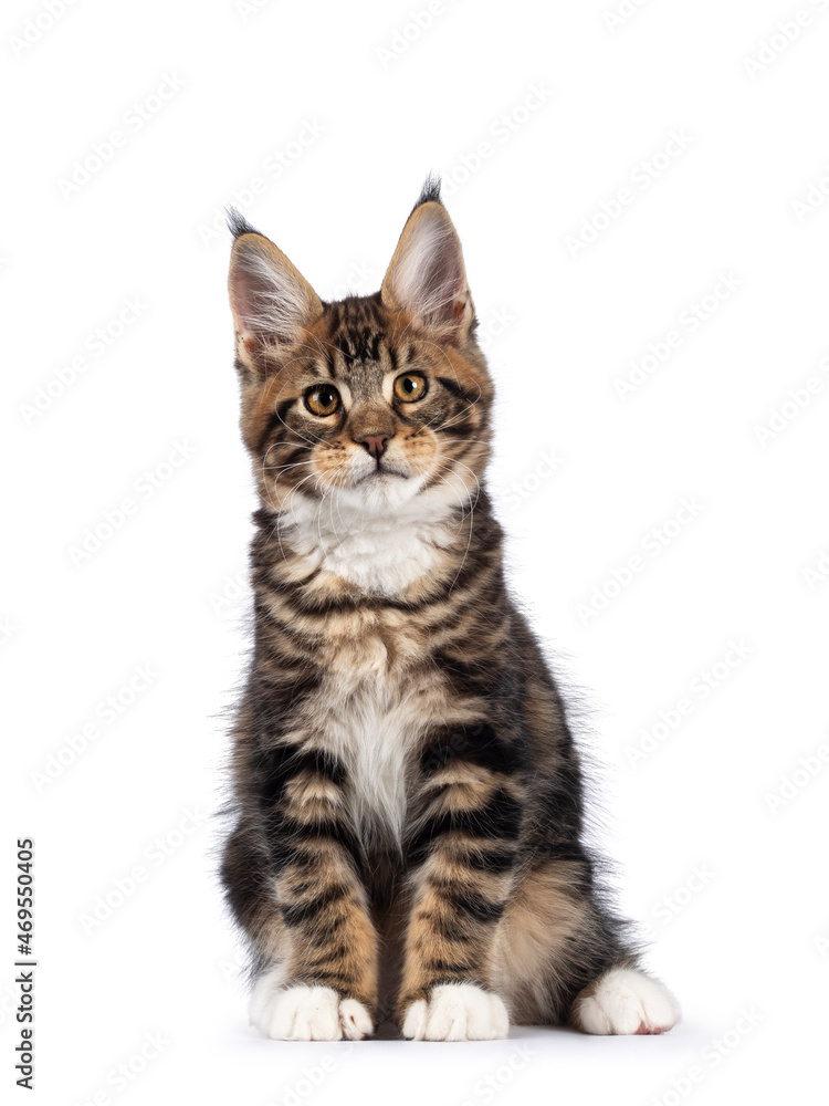 Warm brown tabby Maine Coon cat kitten, sitting facing camera. Looking towards lense with golden eyes. Isolated on a white background.