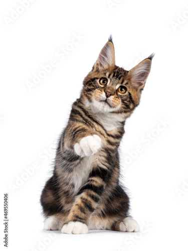 Warm brown tabby Maine Coon cat kitten, sitting facing camera. One paw high up like shaking hand Looking towards lense with golden eyes. Isolated on a white background.