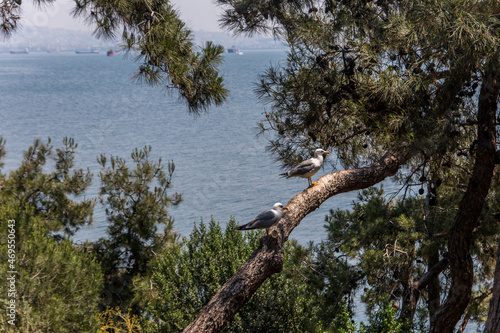Two seagulls resting on a pine tree at the Sedef Island also known as Mother of Pearl Island over the sea of Marmara, near Istanbul. photo