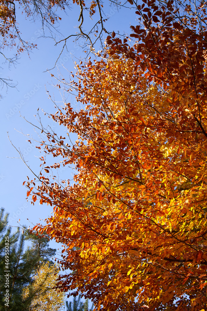 Colorful autumn tree on a sunny October day with blue sky in the background