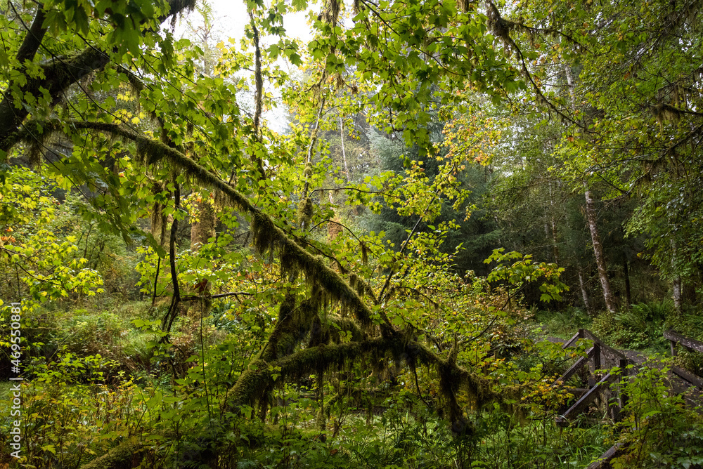 Mystic rainforest in Olympic National Park, Washington State