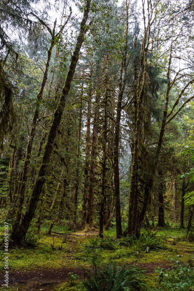 Fototapeta premium Mystic rainforest in Olympic National Park, Washington State