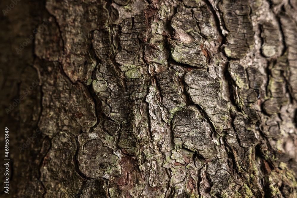 Texture of tree bark as background, closeup view Texture of tree bark as background, closeup view