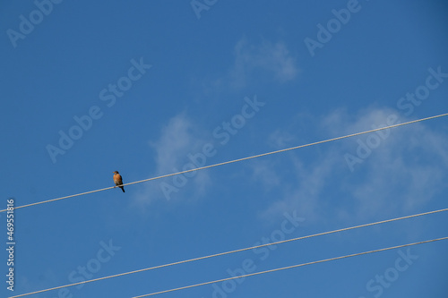 bird on a wire