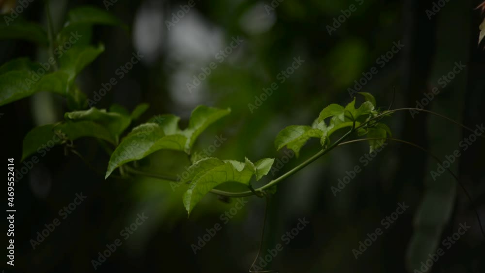 close up of a green leaf close up of a green leaf