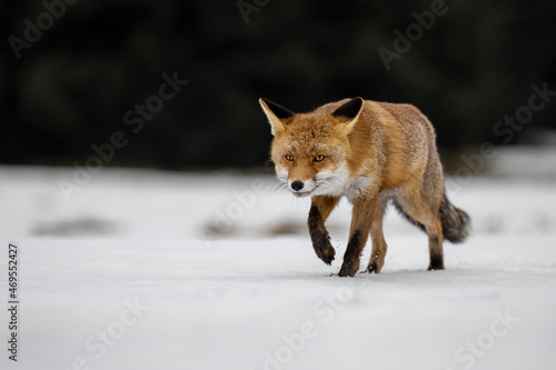 The fox runs on the pasture and hunts. © Martin