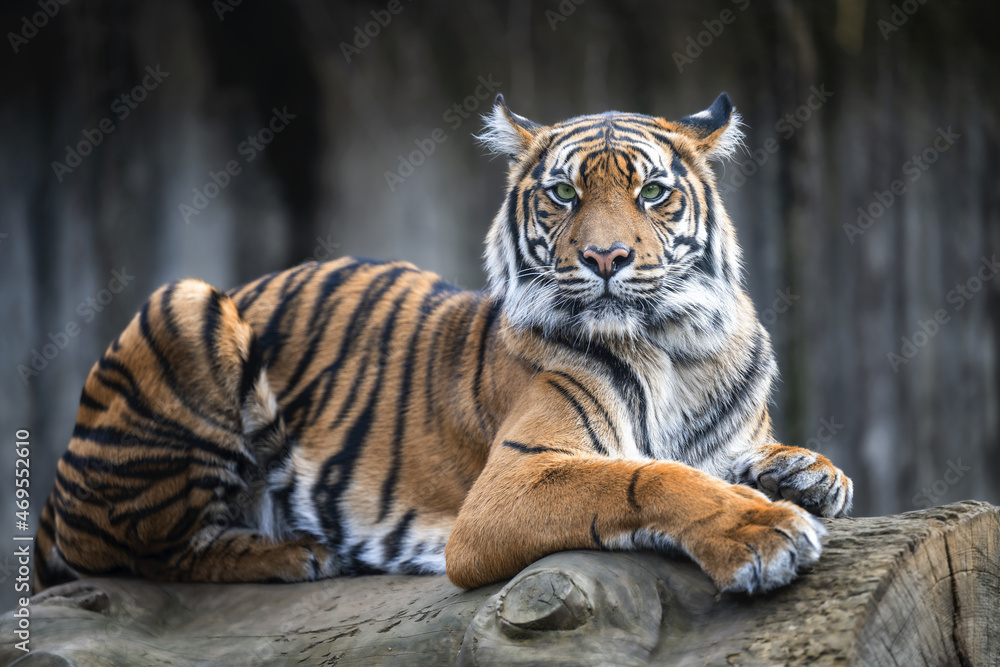 A tiger rests on the trunk of a felled tree. A tiger rests on the trunk of a felled tree.