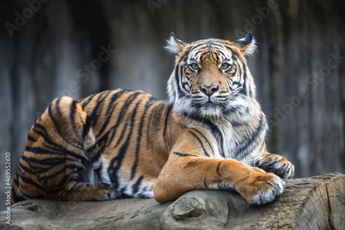 A tiger rests on the trunk of a felled tree. photo