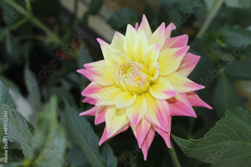 Pink and yellow semi-cactus dahlia flower