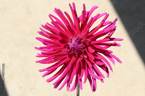 Purple cactus dahlia flower photo