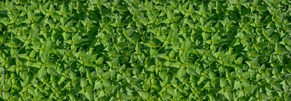 green grass banner for background green grass banner for background