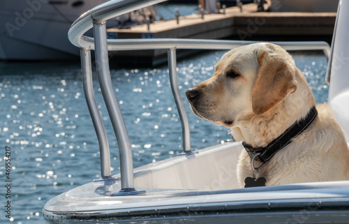 A Yellow Labrador Retreiver dog sitting in a boat photo