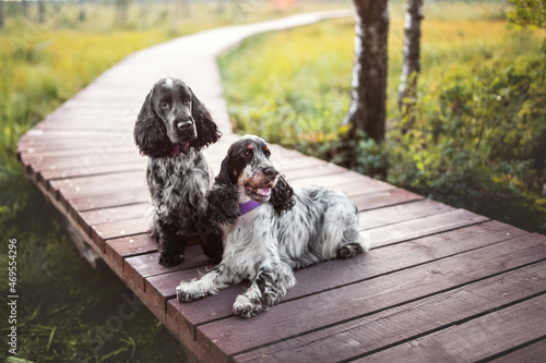 Beautiful english cocker spaniel dog portrait in nature