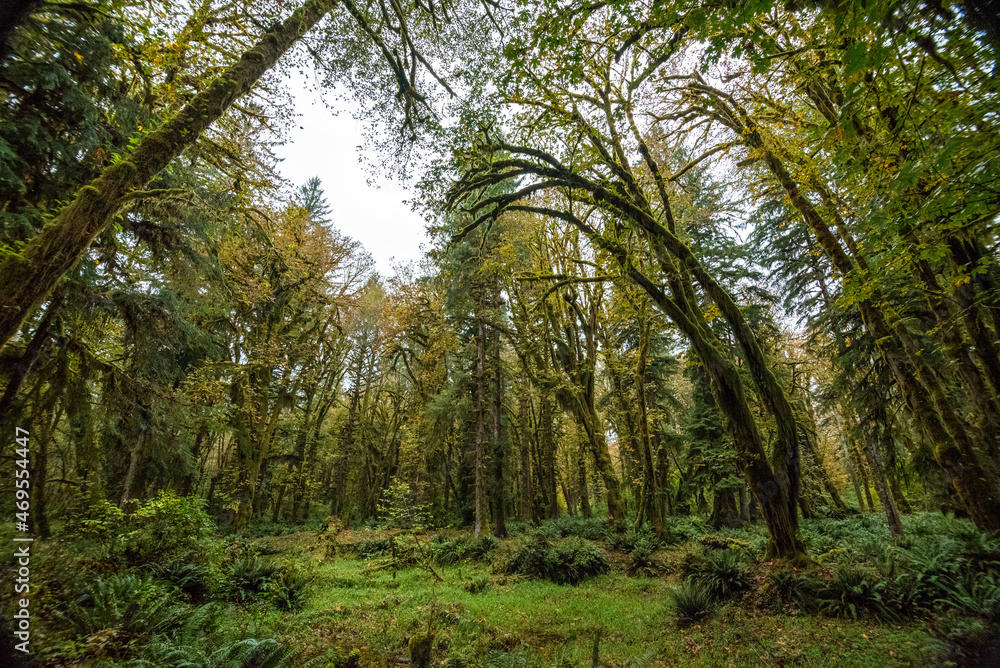 Fototapeta premium Scenic rainforest in the Olympic National Park in Washington state