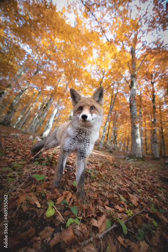 fox © kenzo