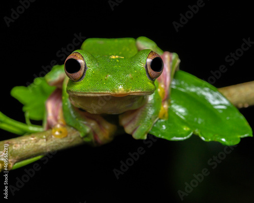 Curious eyes of Malabar gliding frog