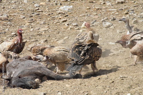 white rumped vultures eating in Nepal photo
