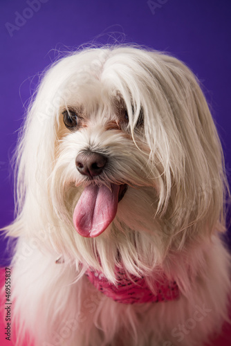 Maltese poodle dog on pink and purple background