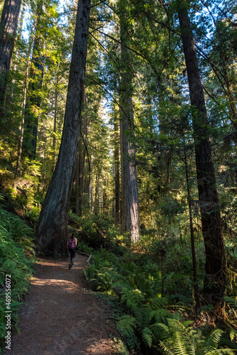 Hiking in between giant Sequoia trees in Redwood National Park