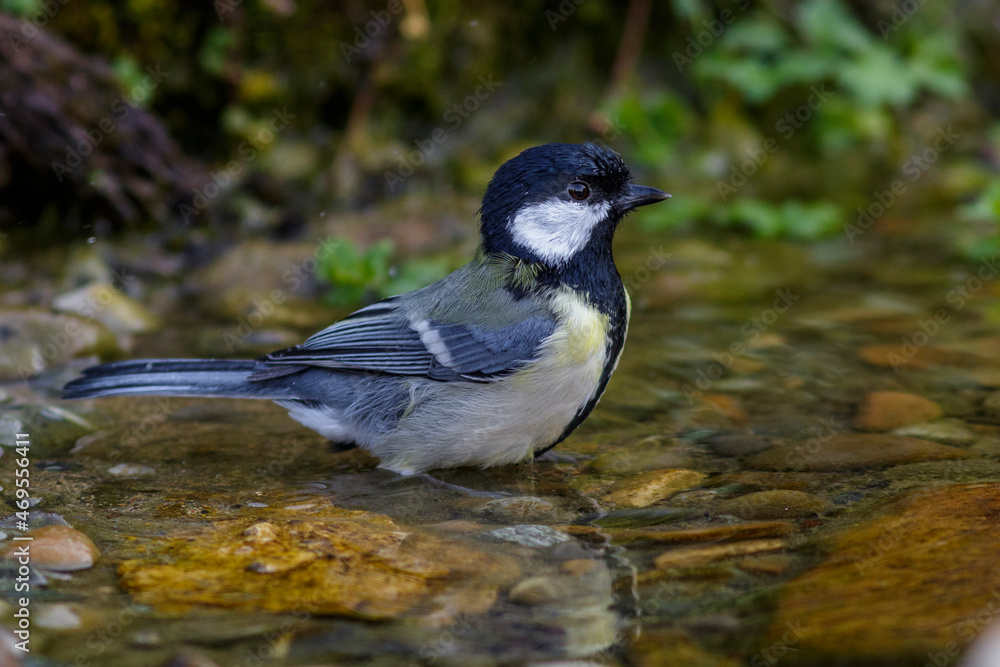 Obraz premium Kohlmeise (Parus major)