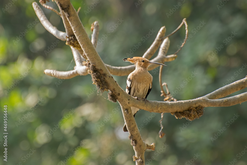 Hoepoe Bird, Upupa epops, sitting on tree branch. Image shot at Kolkata, Calcutta, West bengal, India