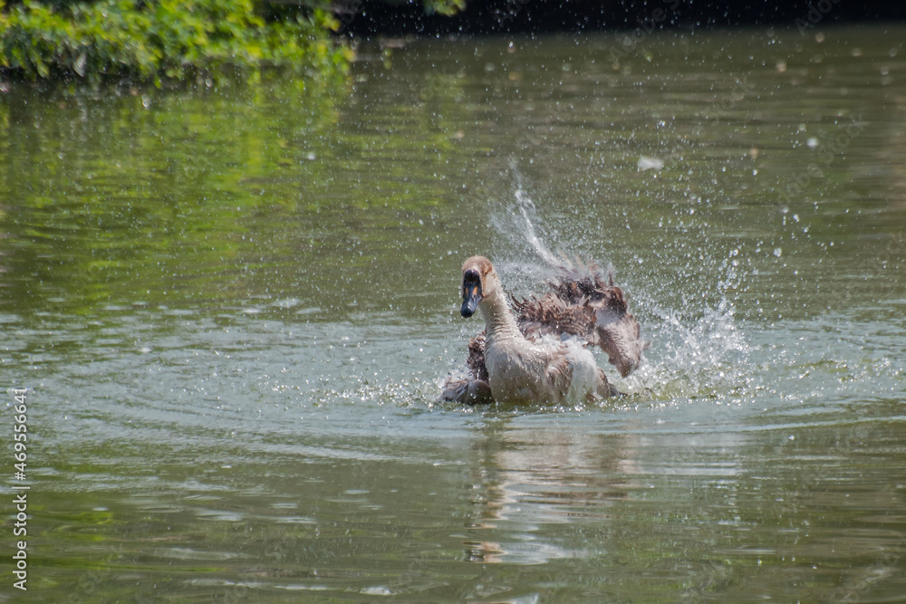 Fototapeta premium White Swan in water and splashing water drops around, Kolkata, West Bengal, India