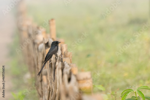 Little Pied cormorant (Microcarbo melanoleucos), bird sitting on fence - image with copyspace