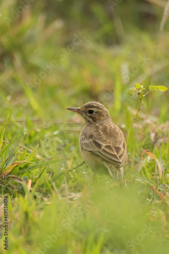 Paddyfield Pipit - Anthus novacseelandiae, sitting on paddyfield