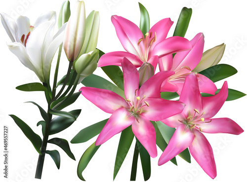 isolated white and pink lilies bunch illustration