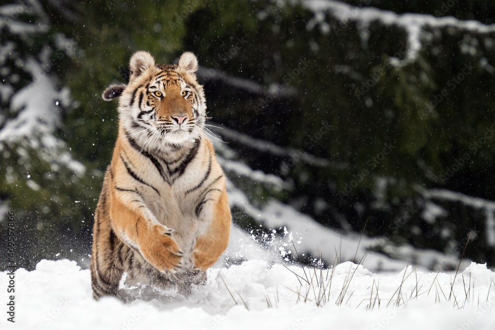 The tiger runs on the edge of the forest and enjoys the snow.