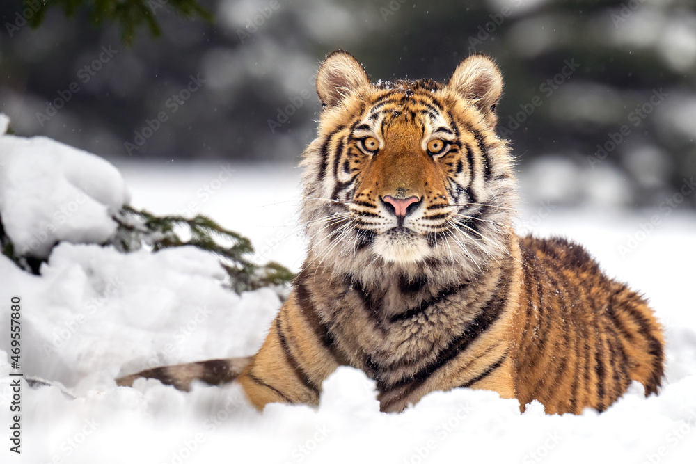 Obraz premium The tiger runs on the edge of the forest and enjoys the snow.