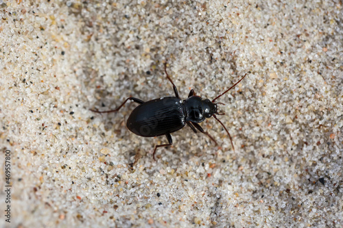 Ein schwarzer Käfer im Sand. Nahaufnahme eines kleinen Käfers.
