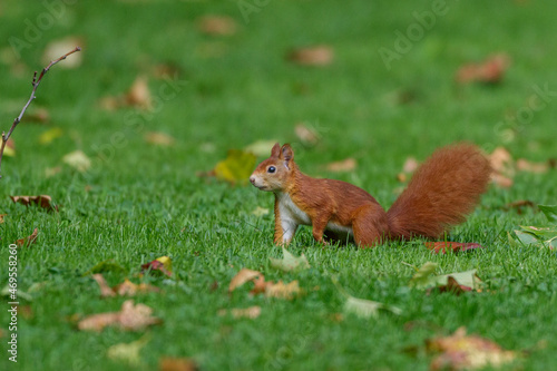 Eichhörnchen (Sciurus vulgaris) © Rolf Müller