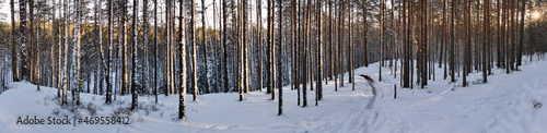 panorama of winter pine forest in snow