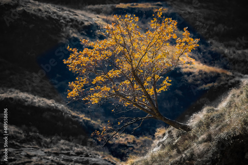 A lonely tree