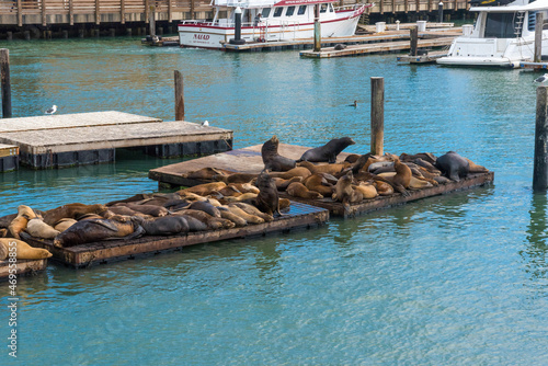 Sea lions resting on a platform at pier 39 in San Francisco
