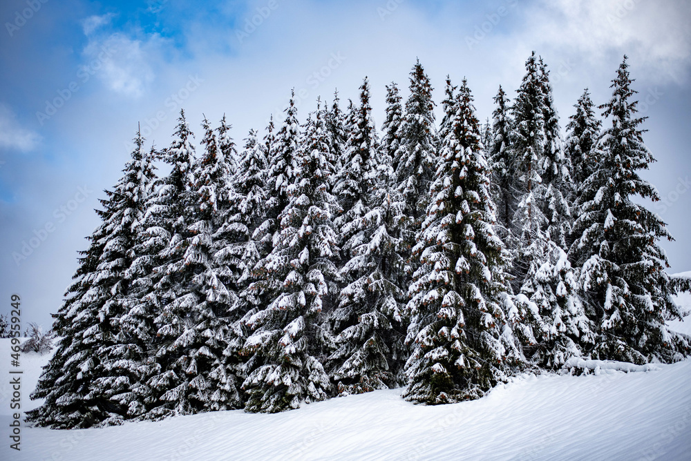 snow covered pine trees with blue sky on the backgrounds snow covered pine trees with blue sky on the backgrounds