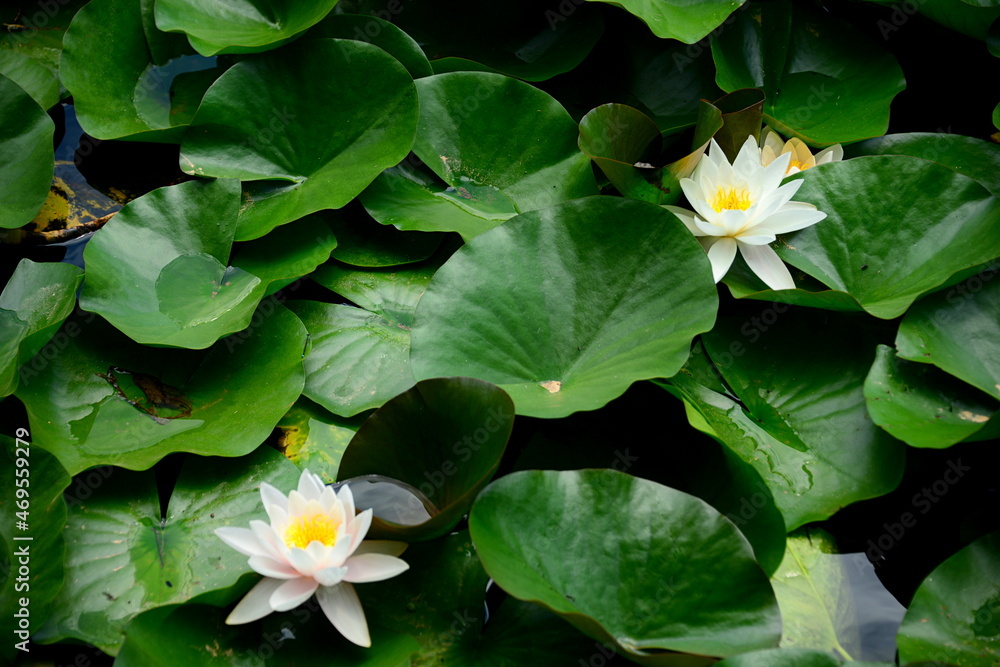 Nymphaea L. 1753, angiosperm plant belonging to the Ninfeaceae family with very large and decorative aquatic flowers. Nymphaea L. 1753, angiosperm plant belonging to the Ninfeaceae family with very large and decorative aquatic flowers.