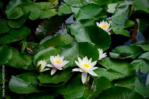 Nymphaea L. 1753, angiosperm plant belonging to the Ninfeaceae family with very large and decorative aquatic flowers.