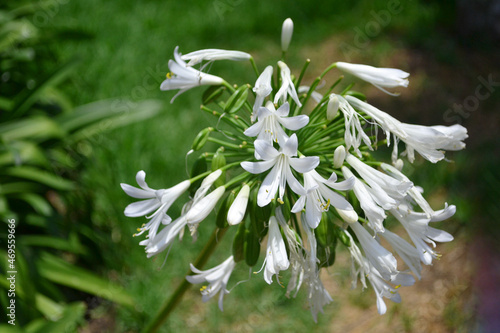 Flor campanilla de invierno