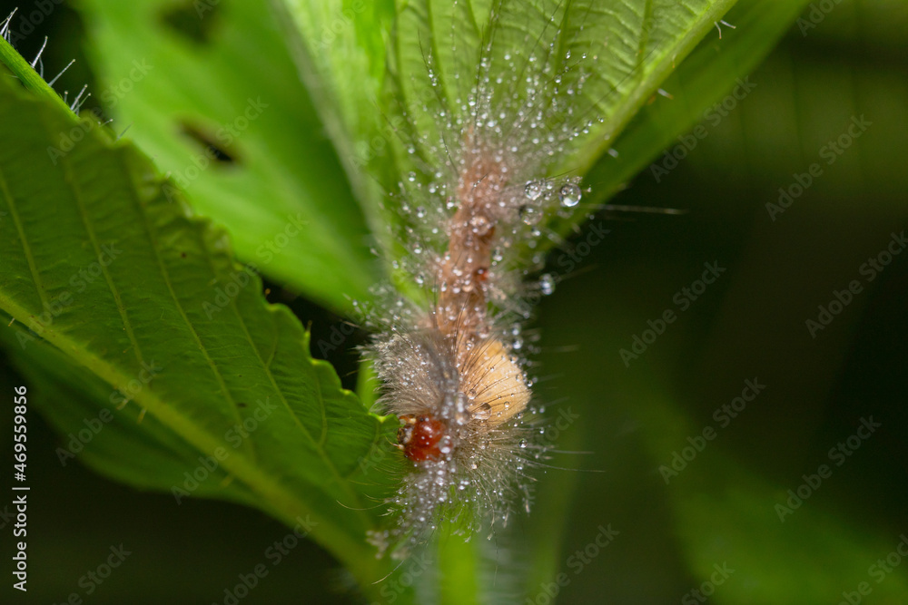 caterpillar before becoming a butterfly.
very itchy if on the skin it causes irritation caterpillar before becoming a butterfly.
very itchy if on the skin it causes irritation