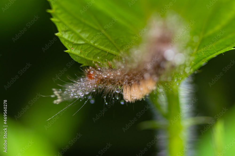 Fototapeta premium caterpillar before becoming a butterfly. very itchy if on the skin it causes irritation