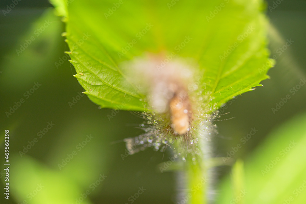 Naklejka premium caterpillar before becoming a butterfly. very itchy if on the skin it causes irritation