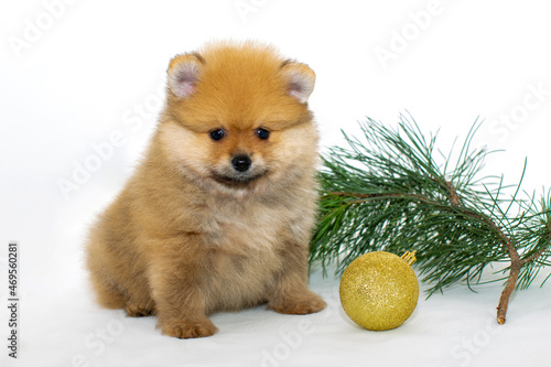 Cute puppy with a Christmas ball and a pine branch. New Year at the pomeranian puppy.