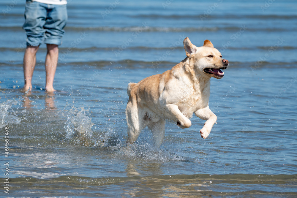 Obraz na plátně dog running on the beach