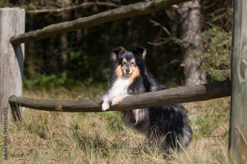 Stunning nice fluffy sable white shetland sheepdog, sheltie early autumn outside portrait on wooden boards. Small lassie, little collie dog standing outdoors with background of handmade curve fence